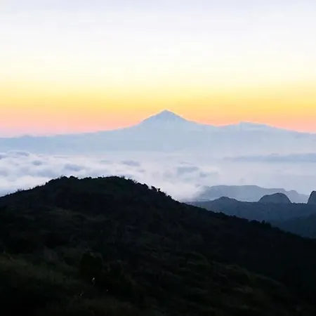 Ceiba * El Rosario (Tenerife)