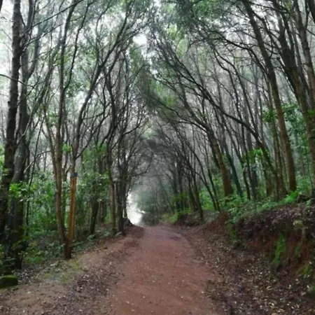 Ceiba * El Rosario (Tenerife)