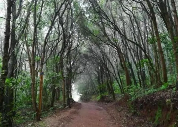 Ceiba * El Rosario (Tenerife)
